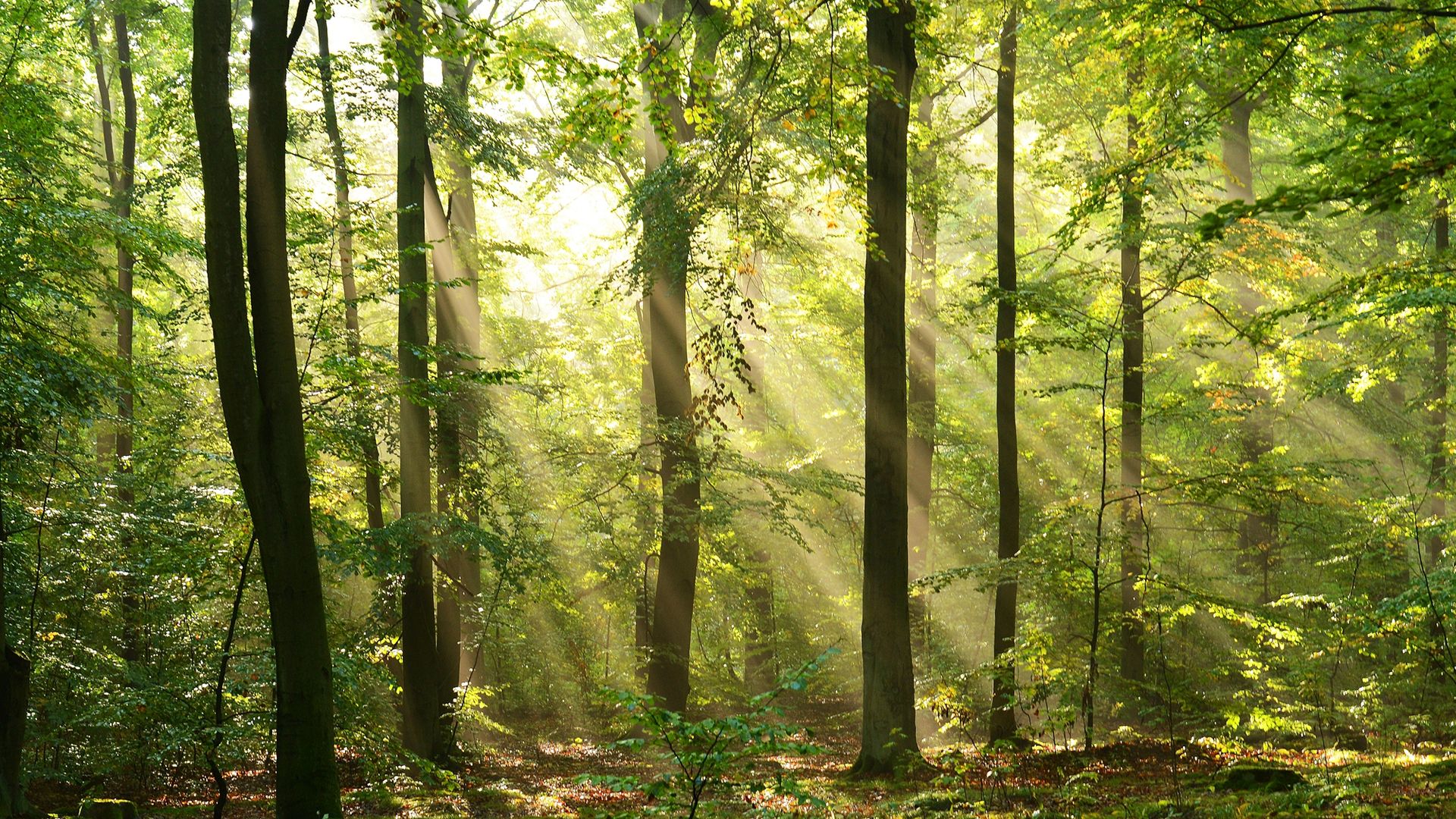 Dichter Laubwald im Sommer mit hellen Sonnenstrahlen, die magisch durch die grünen Baumkronen und den leichten Nebel auf den Waldboden fallen